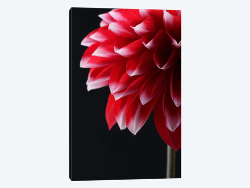 Red And White Dahlia