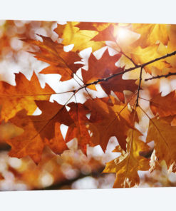 Autumn Oak Leaves
