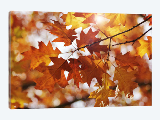 Autumn Oak Leaves