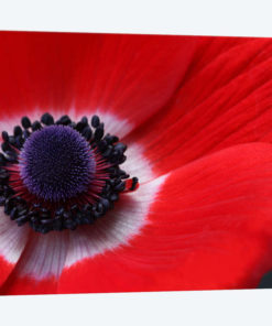 Red Anemone