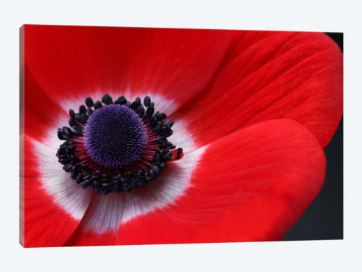Red Anemone
