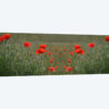 Red Poppy Field Symmetry