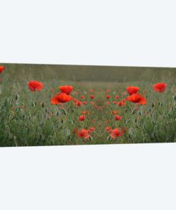 Red Poppy Field Symmetry