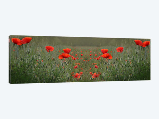 Red Poppy Field Symmetry
