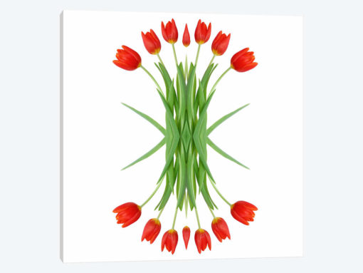 Red Tulip Mirror