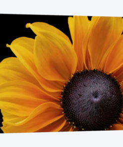 Rudbeckia 'Indian Summer'