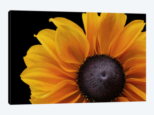 Rudbeckia 'Indian Summer'