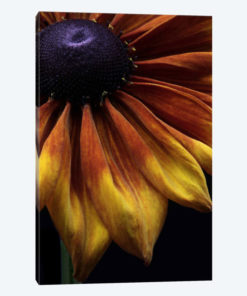 Rudbeckia Summerina