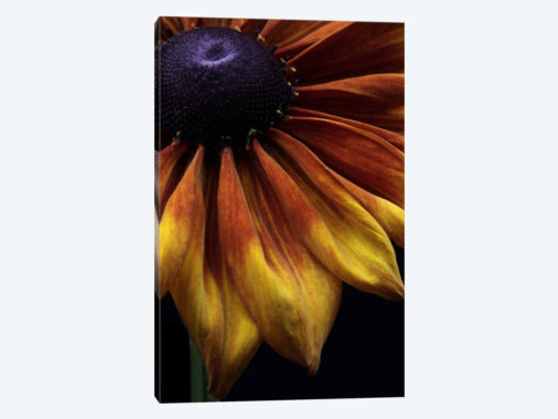 Rudbeckia Summerina