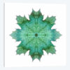 Teal Maple Leaf Star I