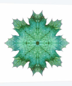 Teal Maple Leaf Star I