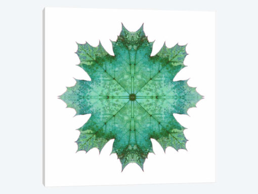 Teal Maple Leaf Star I