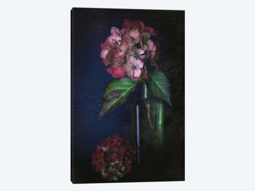 Autumnal Hydrangea
