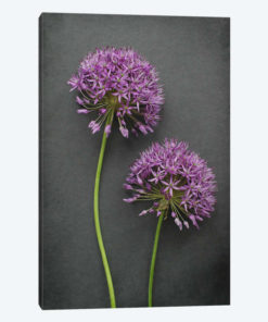 Allium