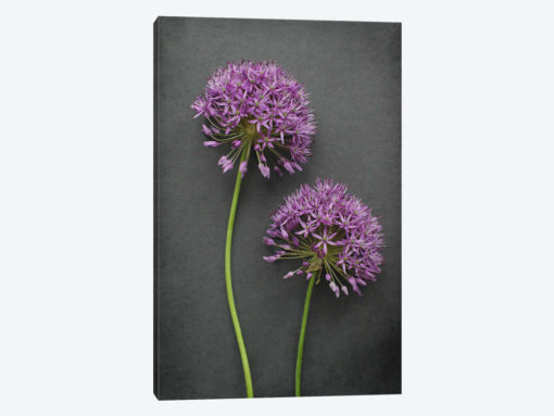 Allium