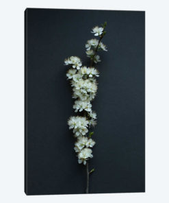 Blackthorn Blossom