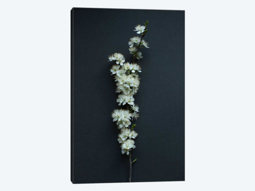Blackthorn Blossom