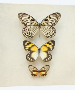 Butterflies Three