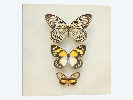 Butterflies Three