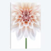 Cafe au Lait Dahlia Symmetry