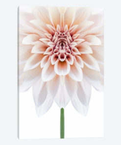 Cafe au Lait Dahlia Symmetry