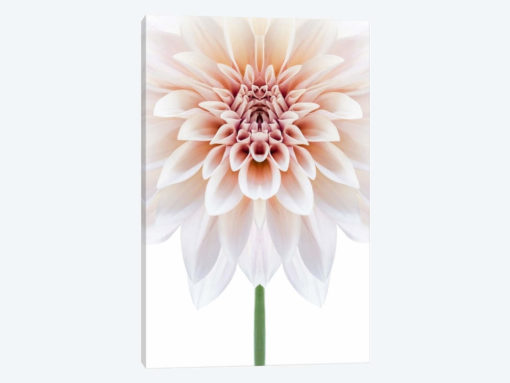 Cafe au Lait Dahlia Symmetry