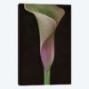 Calla Lily I