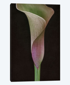 Calla Lily I