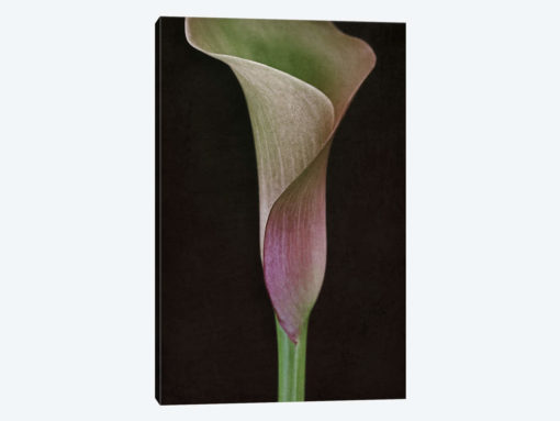 Calla Lily I