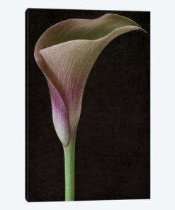 Calla Lily II
