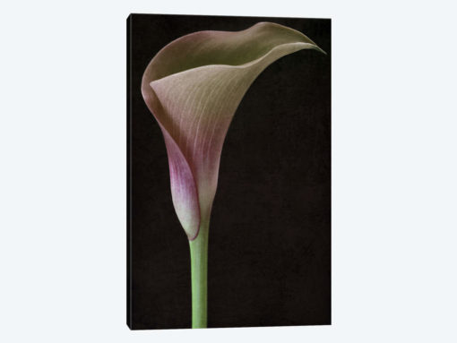 Calla Lily II