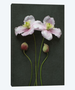Clematis Flowers And Buds
