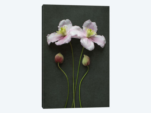 Clematis Flowers And Buds