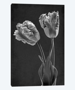 Mono Parrot Tulips
