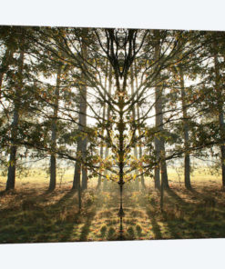 Morning Tree Sun Flare Symmetry