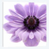 Pale Lilac Anemone