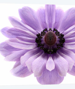 Pale Lilac Anemone
