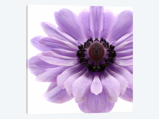 Pale Lilac Anemone