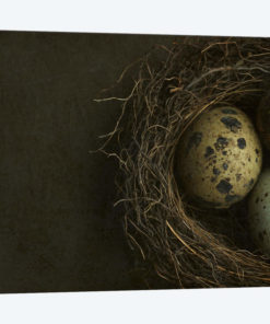 Bird's Nest And Quail Eggs Closeup