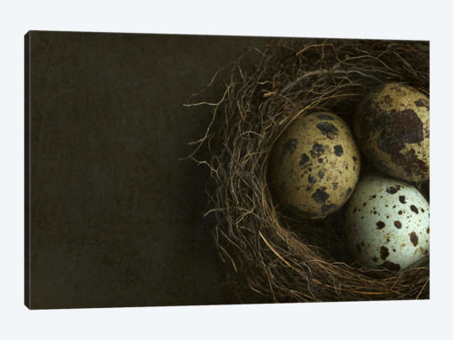 Bird's Nest And Quail Eggs Closeup