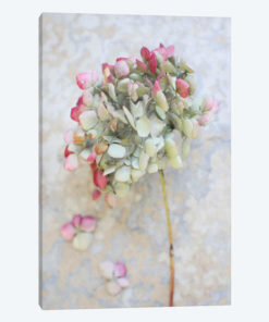 Pastel Dried Hydrangea I