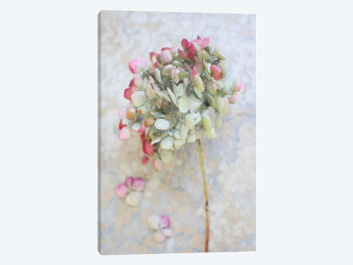 Pastel Dried Hydrangea I