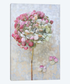 Pastel Dried Hydrangea II