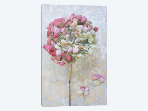 Pastel Dried Hydrangea II