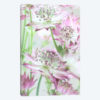 Pastel Pink Astrantia Flowers