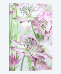 Pastel Pink Astrantia Flowers
