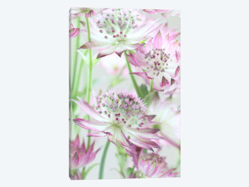 Pastel Pink Astrantia Flowers