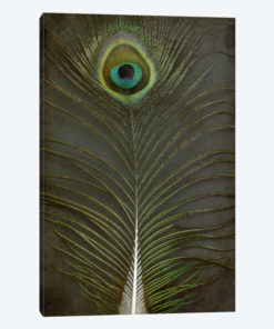 Peacock Feather II