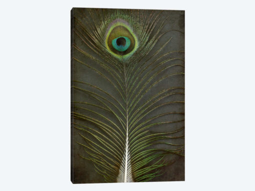 Peacock Feather II