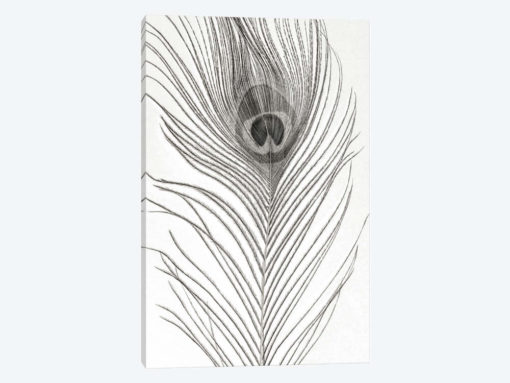 Peacock Feather Mono